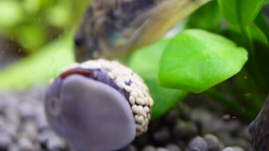 微距水族箱鼠鱼底栖鱼进食