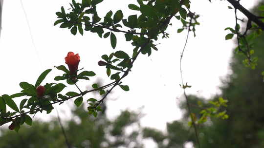 果树水果石榴开花结果