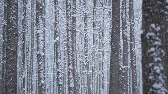 伏牛山冬季雪景雾凇