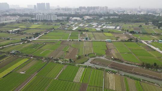 蔬菜种植田地