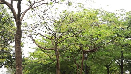 雨后的树林