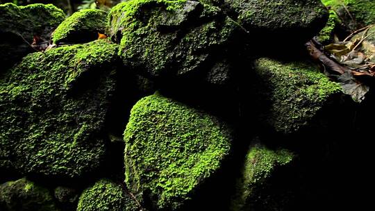 雨林中的岩石苔藓和地衣