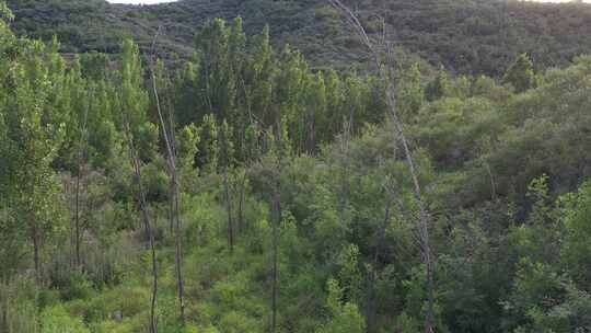 大树 植物 森林绿色 环保 树木 氧吧 航拍