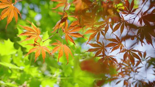 秋天枫叶色彩随风飘动