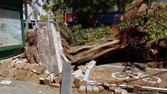 街道上大树石砖倒下在路边