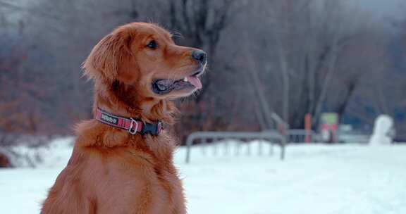 狗，金毛猎犬，玩耍，雪