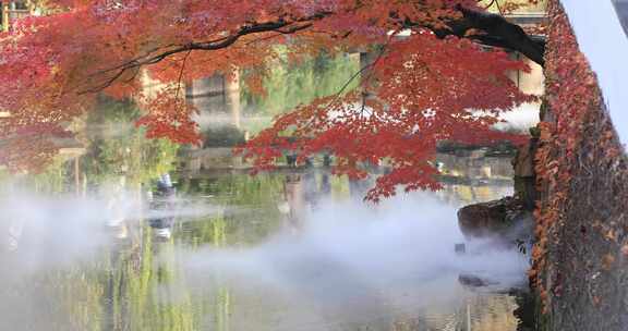 园林湖面水面雾气阳光下的红枫红叶 拙政园