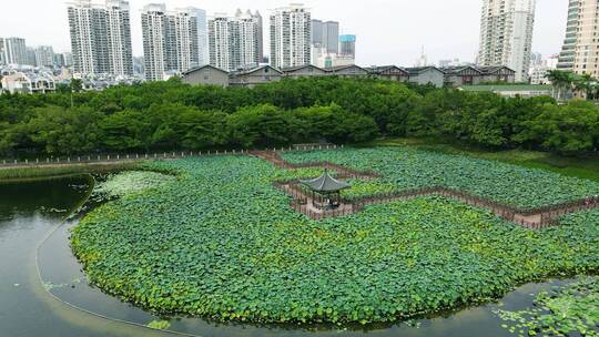 南宁南湖公园九曲桥荷花池视频素材模板下载