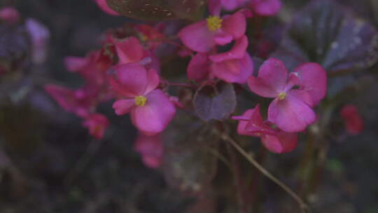 花朵特写视频素材模板下载