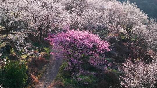 航拍福州永泰青梅花（葛岭万石村）10