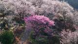 航拍福州永泰青梅花（葛岭万石村）10高清在线视频素材下载