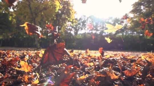 秋季唯美落叶慢动作视频素材模板下载