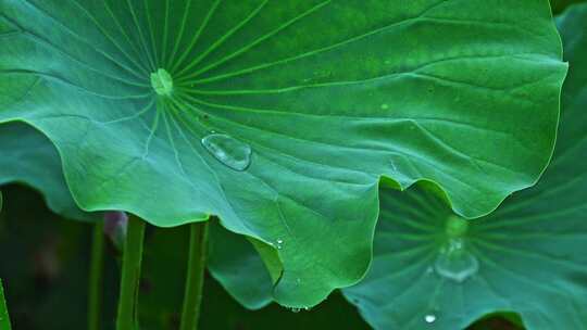 夏季下雨天荷花荷叶雨滴水滴水珠特写