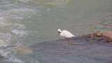 春天溪畔，白鹭捕鱼的精彩瞬间高清在线视频素材下载