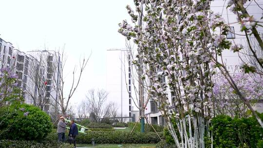 春天里小区樱花盛开环境展示视频素材模板下载