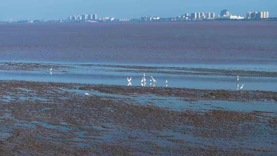 杭州钱塘江湿地滩涂栖息的白鹭空镜