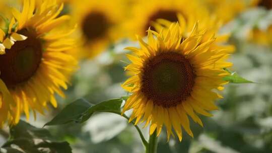 花卉向日葵自然风景高清摄影视频素材模板下载