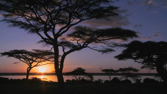 夕阳下的参天大树