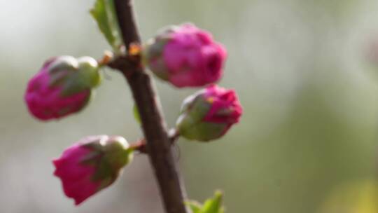 桃花梅花花蕾花苞花骨朵开花