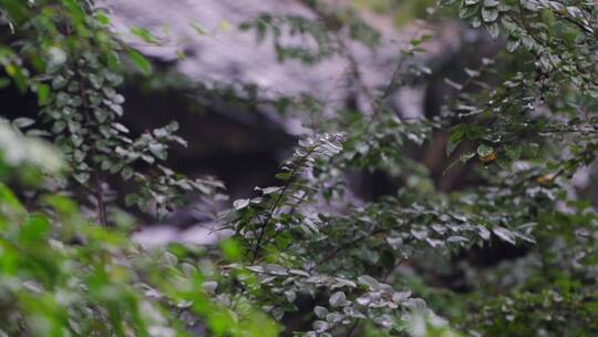 树林下雨-隐居意境视频素材模板下载