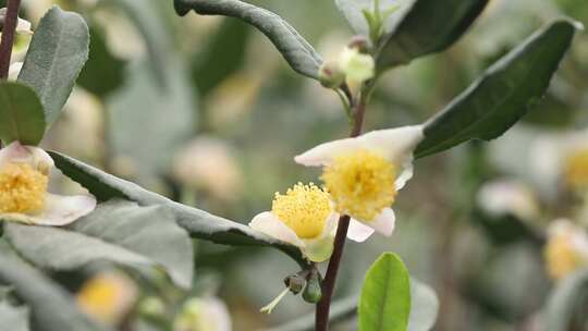 浙江杭州龙门古镇山茶花特写4K实拍视频