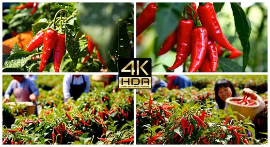 辣椒摘农民在辣椒地里摘辣椒小米辣油辣红辣