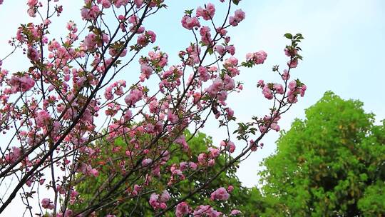 春天粉色的樱花盛开