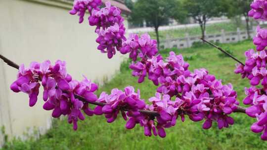 春天里的紫荆花花朵开放