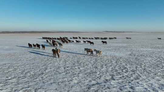 航拍呼伦贝尔冬季草原马群-142视频素材模板下载