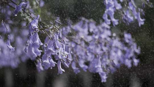 5K-雨中蓝花楹，蓝花楹雨中特写