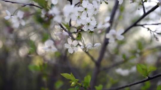 春天的白色樱花在阳光下