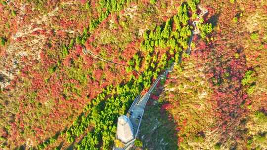 三峡红叶