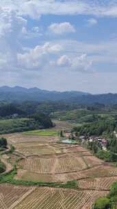 竖屏航拍南方山川丘陵梯田农田