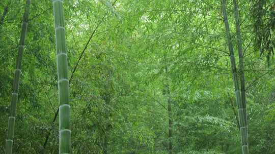 下雨天竹林景观特写，竹节挺拔竹叶繁茂