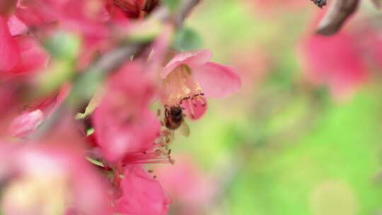 4k红花春景花朵植物蜜蜂采蜜花骨朵视频素材模板下载
