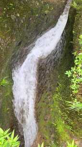 森林中山间小溪水流