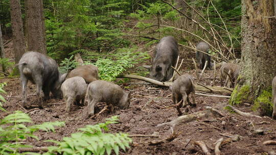 野猪在森林里吃草