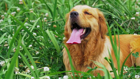 草丛中的金毛犬特写宠物狗视频素材模板下载