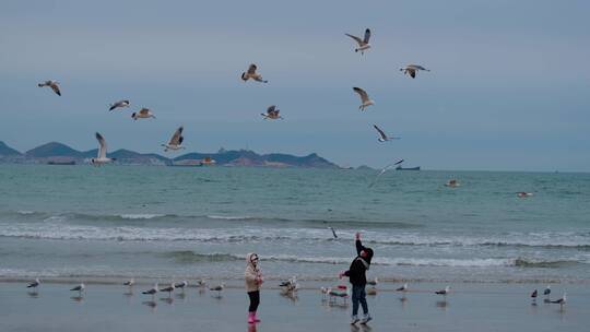 海滩上觅食盘旋的海鸥