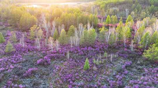 绽放在内蒙古火山岩上的杜鹃花