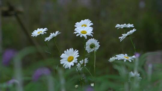 实拍小雏菊