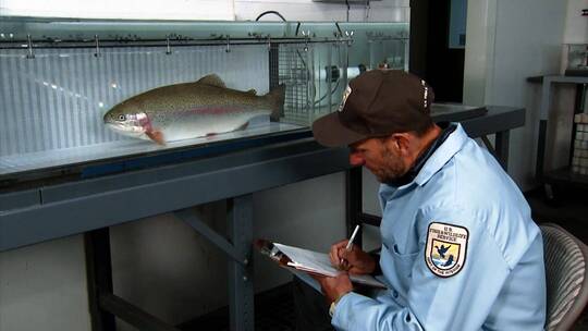 养殖员记录鱼的生子情况