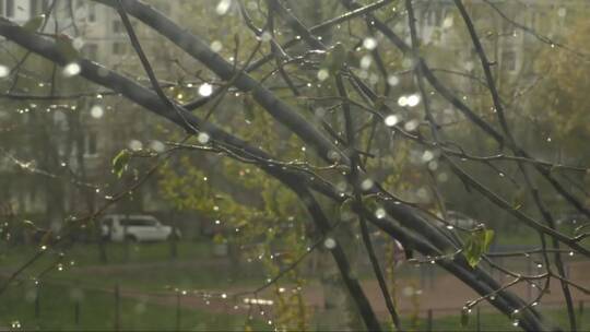 窗外的雨滴打落在树枝上