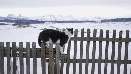 雪景里栅栏上的猫