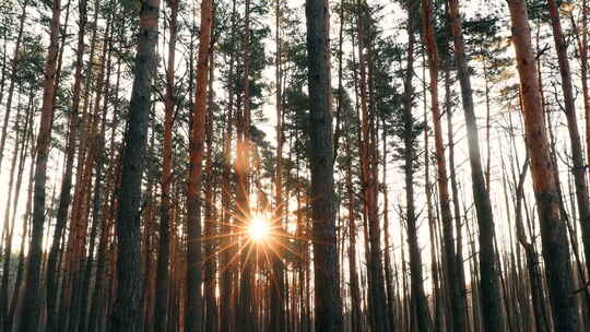 美丽的日出阳光在阳光明媚的春天针叶林