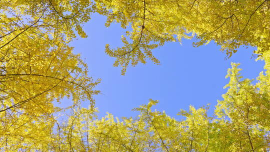蓝天下金黄的银杏树