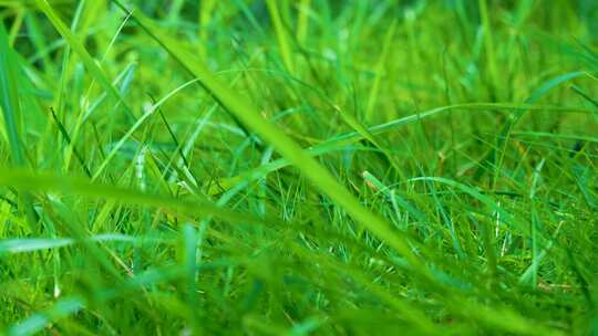 户外大自然草丛中穿梭草坪草地风景风光唯美视频素材模板下载