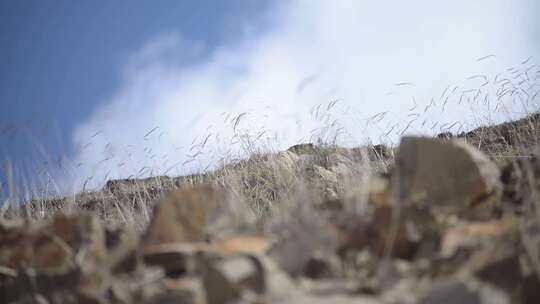 蓝天白云草原土坡石头地里生长的草