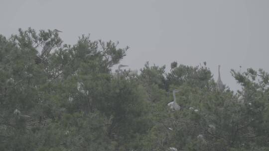 苍鹭栖息地LOG视频素材