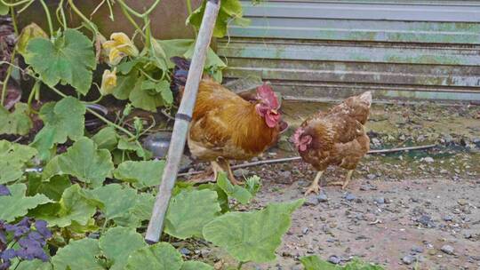 乡村菜地旁边三只鸡 一只打鸣视频素材模板下载